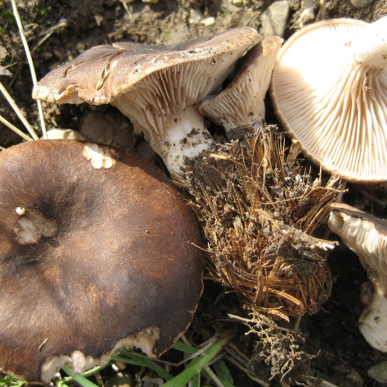 corso funghi 